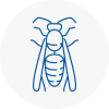 Winchmore Hill Wasp Nest Removal